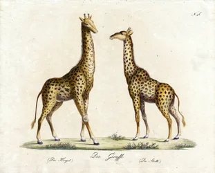 De giraffe (man en vrouw) (print)