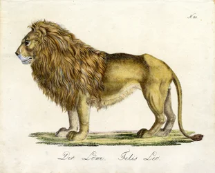 De leeuw (print)