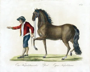 Het Napolitaanse paard (print)
