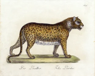 De panter (print)