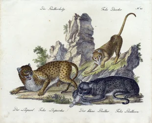 De panterkat met luipaard en kleine panter (print)