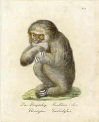 Drievingerluiaard (print)