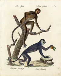 Kuifkapucijnapen en rode brulaapjes (print)