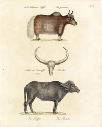 Diverse buffelsoorten (print)