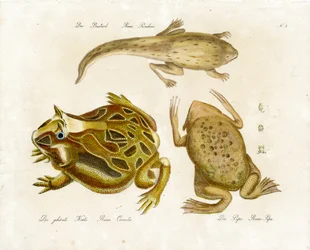 Diverse kikkersoorten (print)