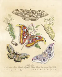 Diverse motten (print)
