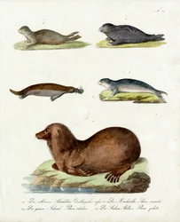 Diverse soorten zeehonden (print)
