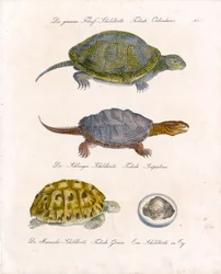 Diverse soorten schildpadden (afdrukken)