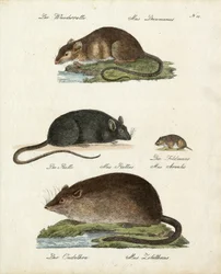 Verschillende soorten ratten (print)