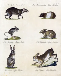 Diverse soorten kleine zoogdieren (print)