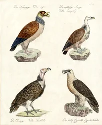 Diverse gierensoorten (print)