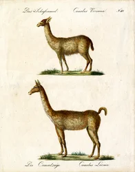 Vicuña en lama (print)