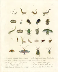 Waterkevers en verschillende ontwikkelingsstadia van insecten (print)