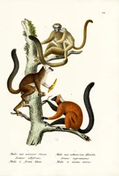 Witvoorhoofdmaki, 1824