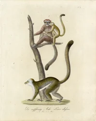 Witoormaki