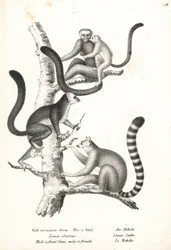 Witkopmaki, Eulemur albifrons, mannetje en vrouwtje, bedreigd 1, en ringstaartmaki, Lemur catta, bedreigd 2. Lithografie door Karl Joseph Brodtmann uit Heinrich Rudolf Schinz