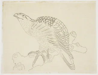 Havik op een Tak (studie)