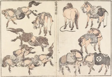 Paarden