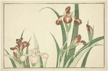 Iris, uit Het Prentenboek van Realistische Schilderijen van Hokusai (Hokusai shashin gafu)