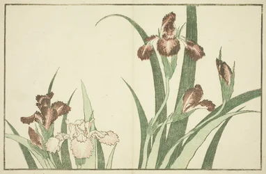 Iris, uit Het Prentenboek van Realistische Schilderijen van Hokusai