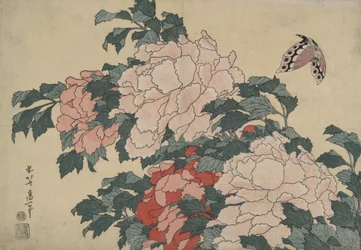 Pioenen en vlinder, uit een serie zonder titel genaamd ‘Grote bloemen’