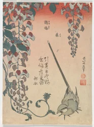 Kwikstaart en Wisteria, Edo-periode