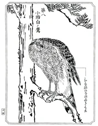 Een havik, 1898