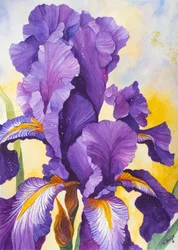Levendige paarse iris