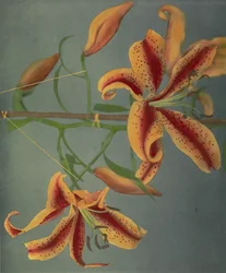 Lelie, 1896
