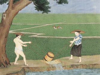 Nederland, Leiden, Werk in rijstvelden