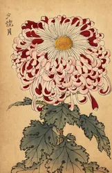Hybride karmozijnrode en witte lepelchrysant