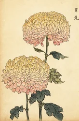 Hybride gouden en roze pomponchrysant