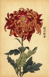Hybride oranje en karmozijnrode chrysant