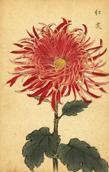 Hybride roze en karmozijnrode chrysant, 1893 (gravure)
