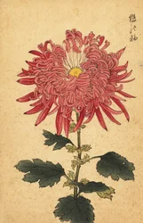 Hybride roze pluimchrysant