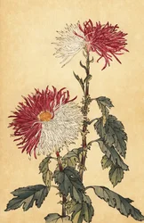 Hybride paarse en witte penchrysant