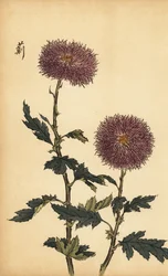 Hybride paarse chrysant