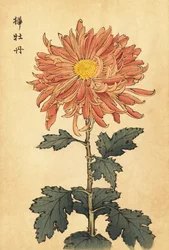 Hybride zalmroze chrysant