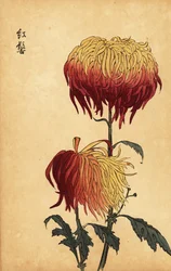 Hybride bonte gele, oranje en karmozijnrode chrysant
