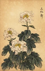 Hybride witte en roze chrysant
