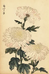 Hybride witte en roze chrysant