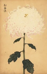 Hybride witte chrysant