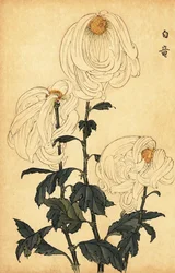 Hybride witte chrysant