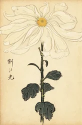 Hybride witte chrysant