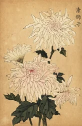 Hybride witte chrysant, Chrysanthemum indicum