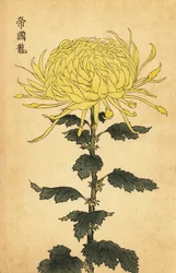 Hybride gele chrysant