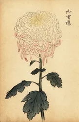 Bonte witte en roze chrysant