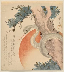 Slang Omwikkeld Rond een Pijnboom voor de Opkomende Zon