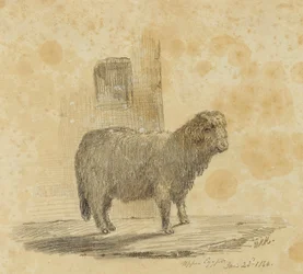 Schapen