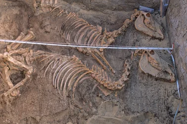 Opgraving van de resten van tien ezels naast een koninklijke begrafenisinperking, Abydos